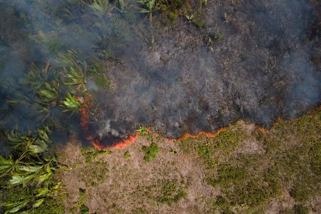 Flammen breiten sich in einem Amazonas-Gebiet aus. (Archivbild)