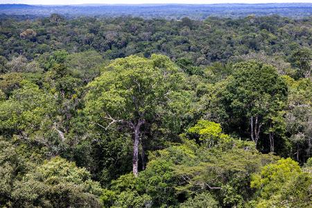 Bedroht: Ein Baum steht im Regenwald in Brasilien. (Archivbild)