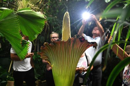Unbekannte haben die schwere Knolle des Titanenwurz gestohlen. (Archivbild)