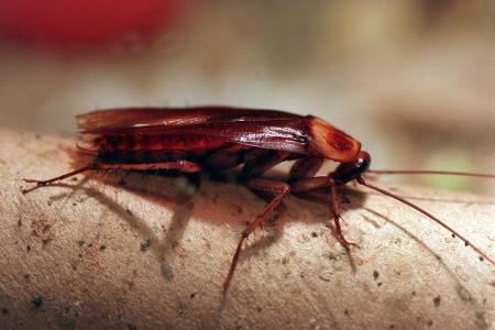 In Londoner Bussen dürften auch Kakerlaken mitfahren. (Symbolbild)