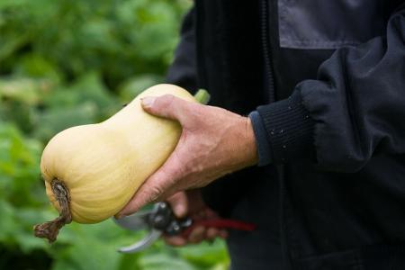 Ernte eines Kürbisses der Sorte Butternut. (Archivbild)