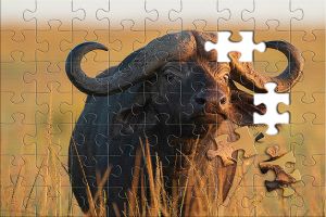 Puzzle: Büffel in Savanne