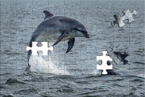 Trainiere Dein Hirn mit dem Delfin-Puzzle