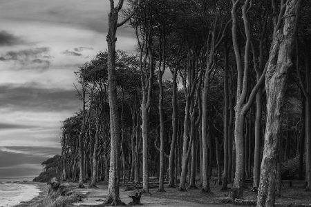 Nienhagener Gespensterwald