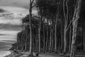 Nienhagener Gespensterwald