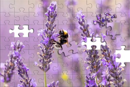 Puzzle: Biene bestäubt den Lavendel