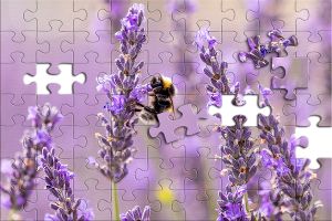 Puzzle: Biene bestäubt den Lavendel
