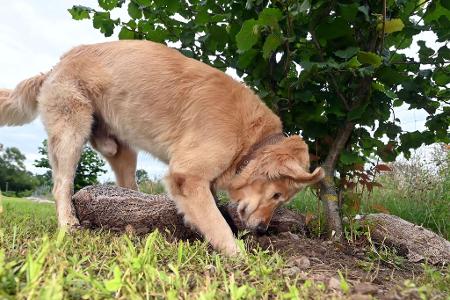 Hunde bekommen bei der Trüffelernte zum Einsatz - hier ist ein Golden Retriever Trüffelspürhund in Baden-Württemberg. (Archivbild) 