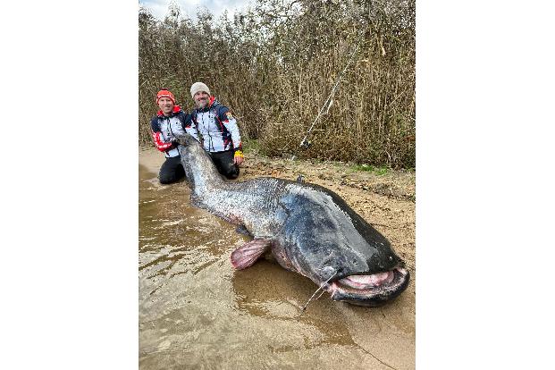 Zwei Angler in Polen haben einen fast drei Meter langen Wels gefangen. (Foto Handout)