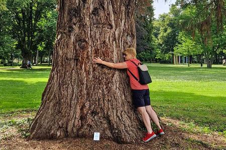 Baum, Markgräfler Land, Camping, Reise, Urlaub