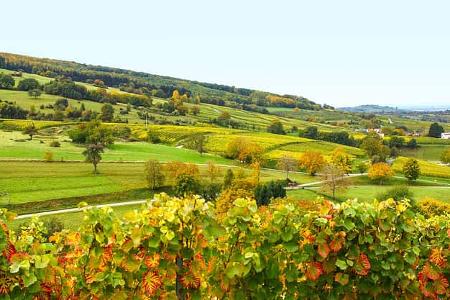 Reben, Markgräfler Land, Camping, Reise, Urlaub