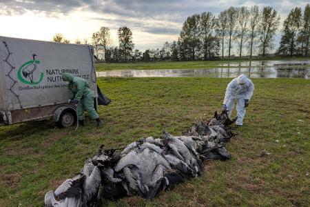 In den deutschen Rastgebieten der Kraniche sterben derzeit viele Tiere an der Vogelgrippe. 