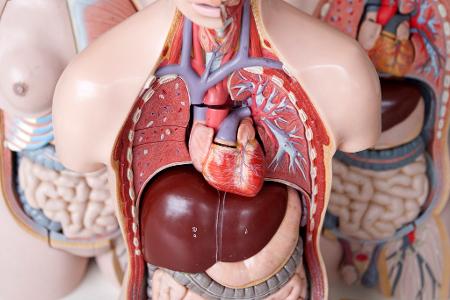 Wenn Gefäße, die das Herz mit Sauerstoff und Nährstoffen versorgen, sich verschließen, spricht man von einem Herzinfarkt.