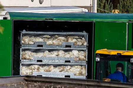 Nach ersten Erhebungen wurden bisher etwa 400.000 Hühner, Enten, Gänse und Puten gekeult und anschließend entsorgt.