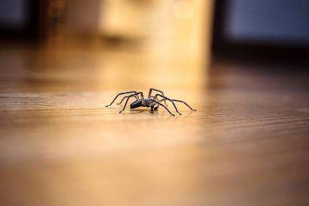 Eine Spinne auf einem Hartholzboden
