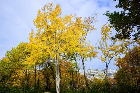 Eine Zitterpappel (Populus tremula) - auch Espe oder Aspe genannt - steht an einem Parkplatz. Die Zitterpappel ist Baum des Jahres 2026. 