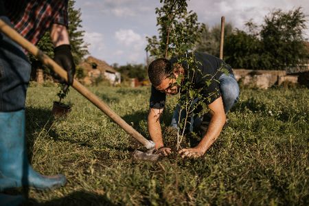Zwei Personen pflanzen einen Baum in ein Rasenstück