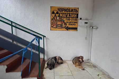Bis heute gibt es in Tschernobyl eine Population von Straßenhunden. 