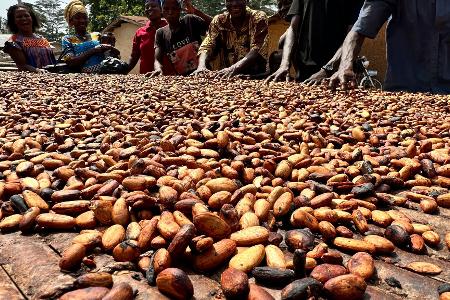 Der Kakaoanbau ist Experten zufolge besonders anfällig für extreme Wetterschwankungen. (Archivbild)