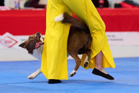 Border Collie Winston gewann mit seiner Besitzerin Barbara Feldbauer.