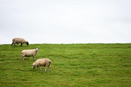 Auf Deichen sind Regelungen zum Schutz der Weidetiere schwieriger - und deshalb sollen dort Wolfs-Abschüsse leichter möglich werden.