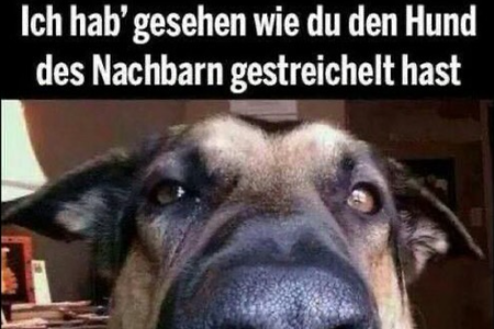 Tierisches Meme