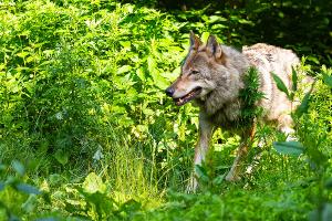 Die Wolfpopulation stagniert in Deutschland auf recht hohem Niveau. 
