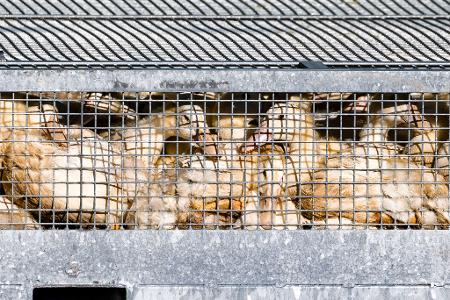 Laut Friedrich-Loeffler-Institut (FLI) kommen in Deutschland täglich Geflügelpest-Ausbrüche in Geflügelhaltungen hinzu. (Archivbild)