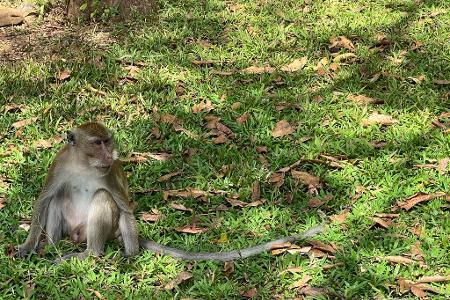 Thailändische Behörden haben Dutzende Affen befreit. (Archivbild)