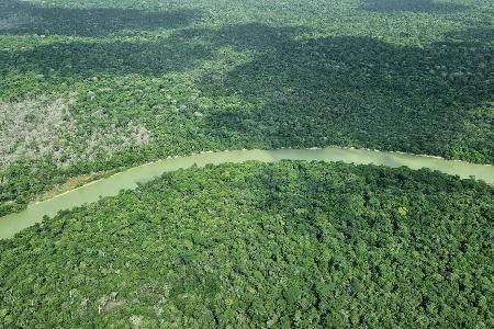 Hier ist der Wald intakt – doch an vielen Stellen ist er schon verloren.