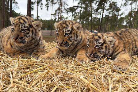 Diese drei Tigerbabys wurden im Serengeti-Park in Hodenhagen geboren.