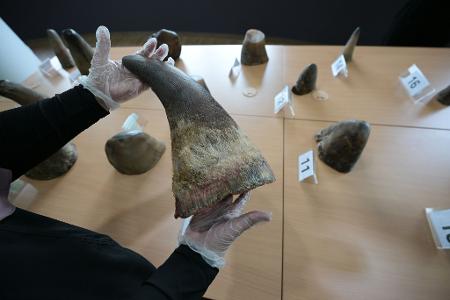 Eine Mitarbeiterin des National Parks Board (NParks) zeigt die 20 beschlagnahmten Nashorn-Hörner in Singapurs Zentrum für Wildtier-Forensik.