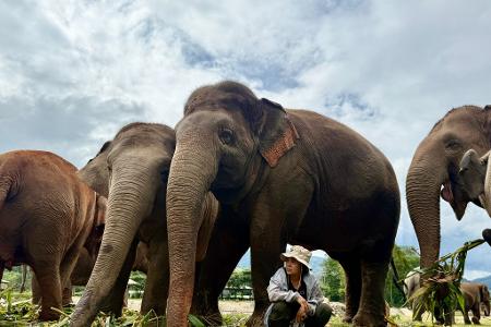 Völlig ohne Angst sitzt Lek oft unter den tonnenschweren Körpern ihrer Schützlinge.