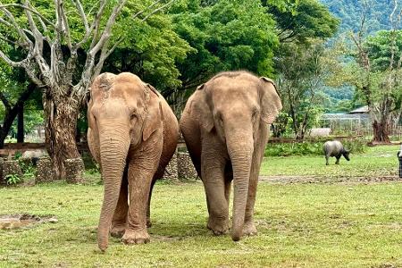 Im Elephant Nature Park können Elefanten nach Jahren der Ausbeutung neue Freundschaften schließen.