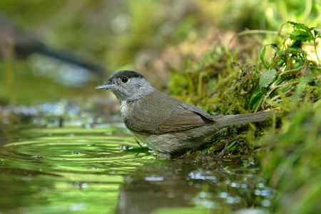 Eine Mönchsgrasmücke sitzt am Ufer eines Bachs