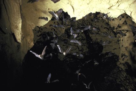 Fledermäuse in einer Höhle