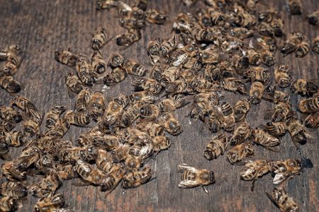 Viele tote Bienen liegen auf dem Boden