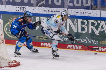 DEL: Ingolstadt müht sich gegen Schlusslicht Dresden zum Sieg