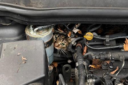 Fachleute haben den Motor so zerlegt, dass sie die Katze befreien konnten.
