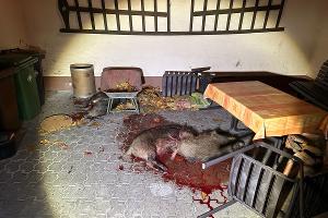 Erlegte Wildschweine im Hof eines Privatanwesens