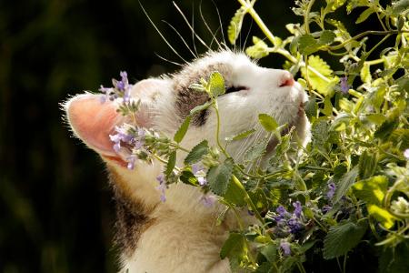 Katzen mögen Katzenminze