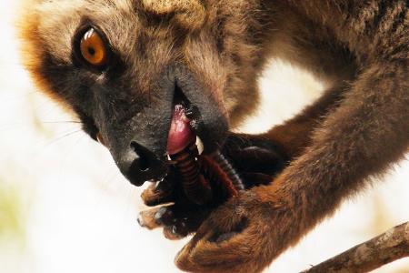 Tausendfßlergift für Lemuren