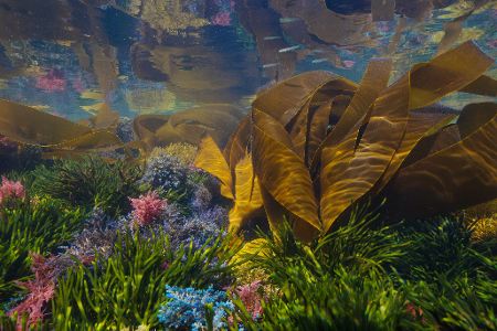 Vielfältiges Leben unter Wasser im Ozean
