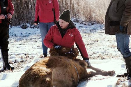Nach etwa einem halben Jahr ist die Kuh Arielle eingefangen worden. (Handout)