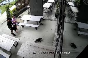 Das niedliche Robbenbaby watschelte plötzlich durch die Vordertür ins Pub.