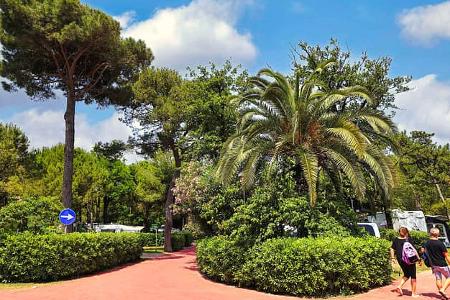 Campingplatz, Camping Village Pino Mare, Palmen