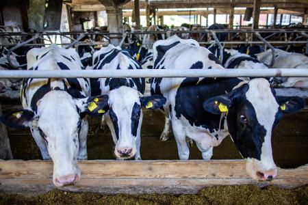 Preissenkungen für Milchprodukte bereiten vielen Landwirten Sorgen. (Archivbild)