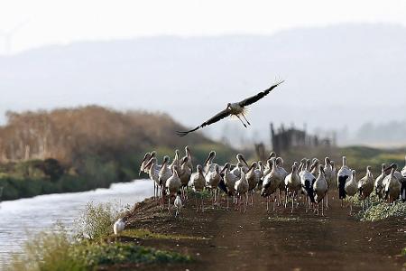 Südlich von Madrid sind rund 400 an der Vogelgrippe verendete Weißstörche geborgen worden.