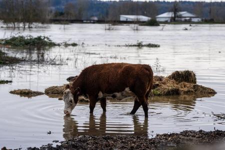 Auch Hunderte Tiere waren vor den Wassermassen in Sicherheit gebracht. 