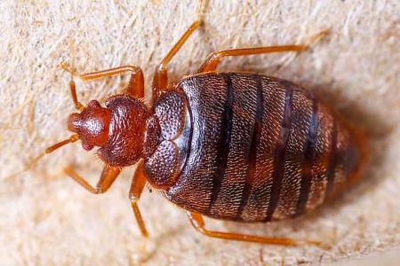 Ungeziefer im Wohnwagen